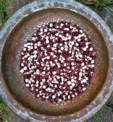 Samen Stangenbohne Columbus